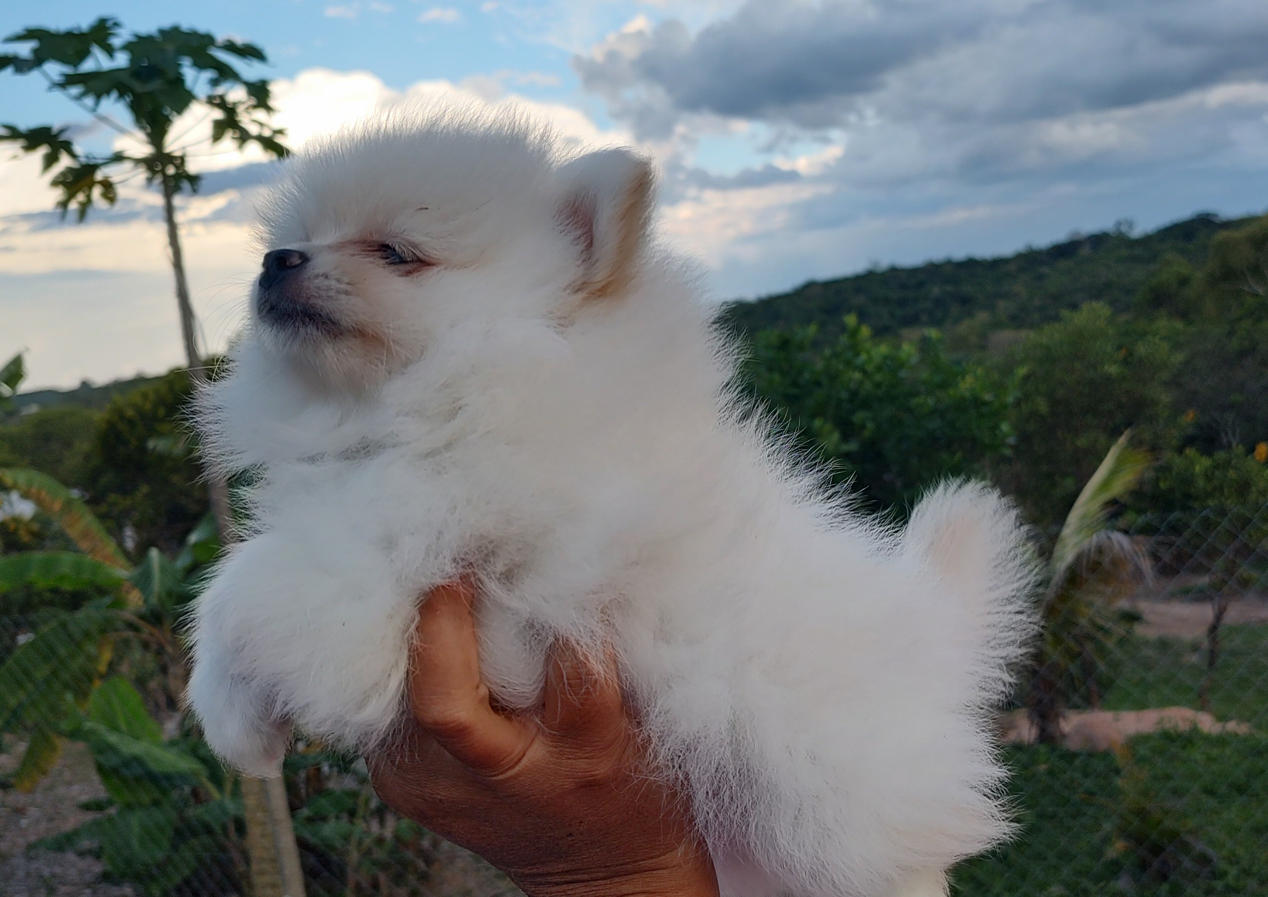 Spitz Alemão Anão (Lulu da Pomerânia) - Ursinho Polar - Filhotes MG