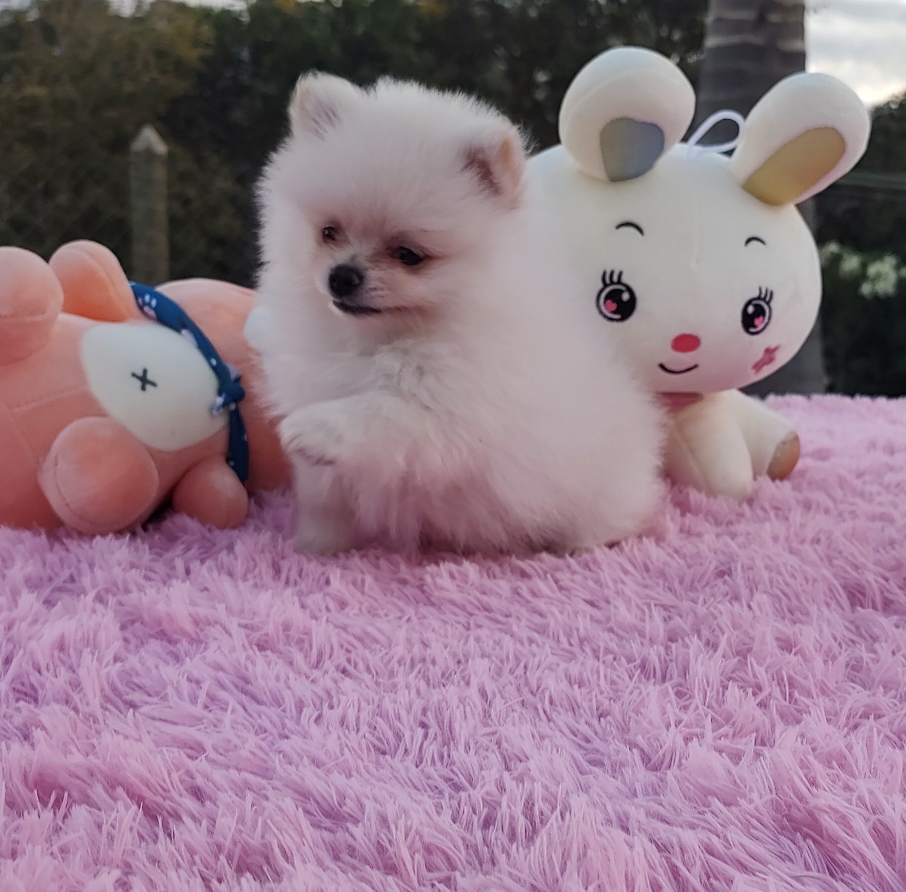 IMG_20221129_173257556